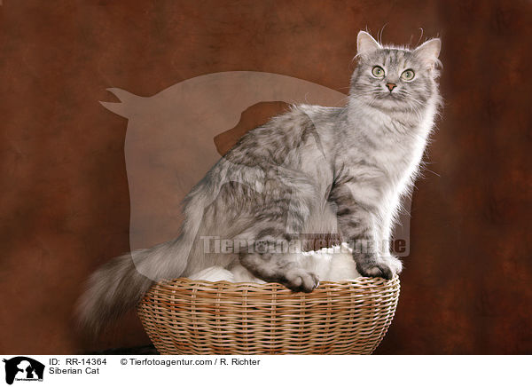 Siberian Cat / RR-14364