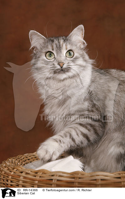 Siberian Cat / RR-14366