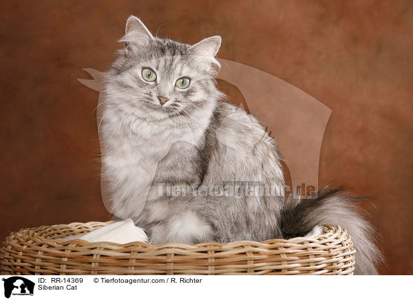 Siberian Cat / RR-14369