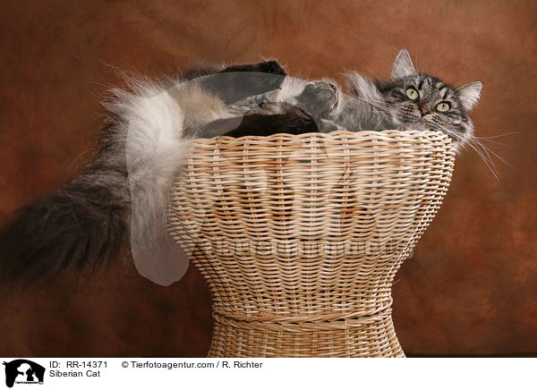 Sibirische Katze / Siberian Cat / RR-14371