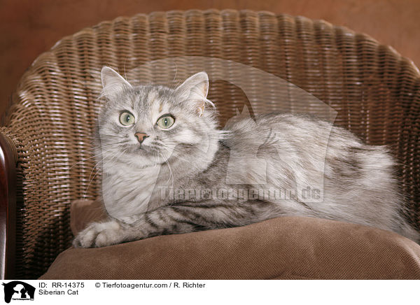 Siberian Cat / RR-14375