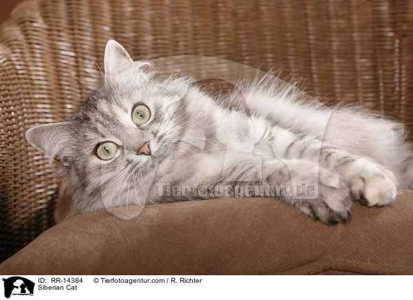 Siberian Cat / RR-14384