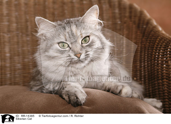 Siberian Cat / RR-14385