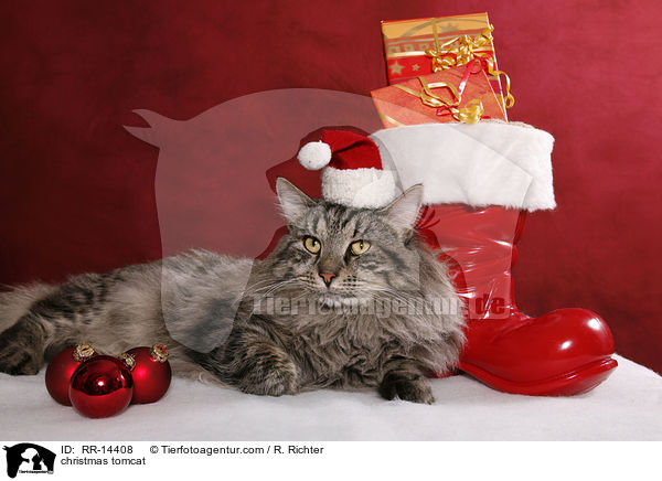 Weihnachtskater / christmas tomcat / RR-14408