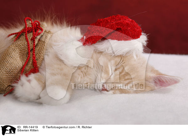 Sibirisches Ktzchen / Siberian Kitten / RR-14419