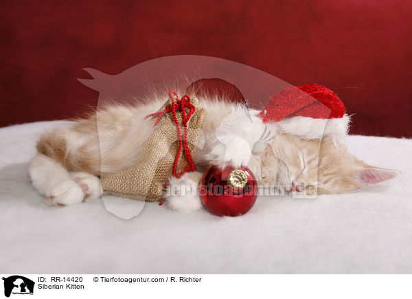 Sibirisches Ktzchen / Siberian Kitten / RR-14420