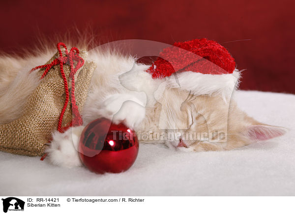 Sibirisches Ktzchen / Siberian Kitten / RR-14421