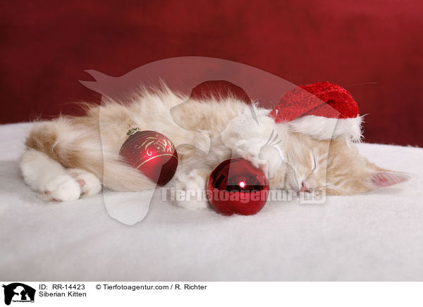 Sibirisches Ktzchen / Siberian Kitten / RR-14423
