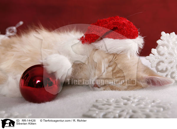 Sibirisches Ktzchen / Siberian Kitten / RR-14426