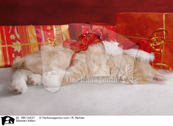 Sibirisches Ktzchen / Siberian Kitten / RR-14427
