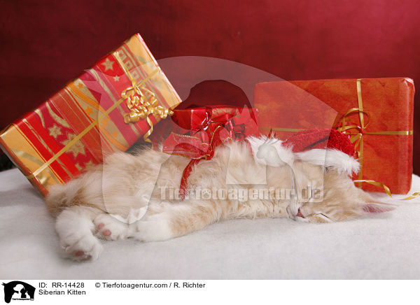 Sibirisches Ktzchen / Siberian Kitten / RR-14428