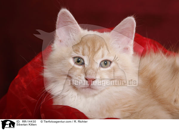 Siberian Kitten / RR-14430