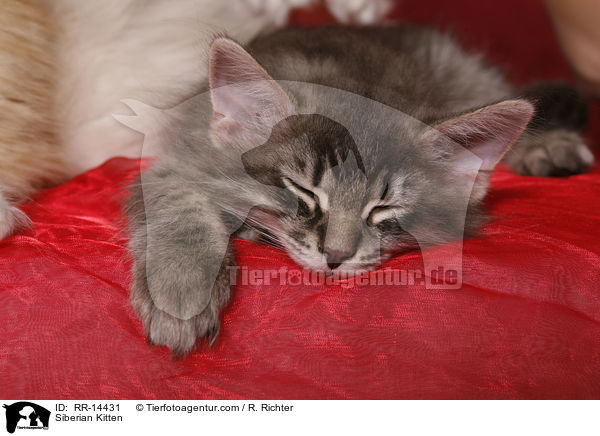 Siberian Kitten / RR-14431