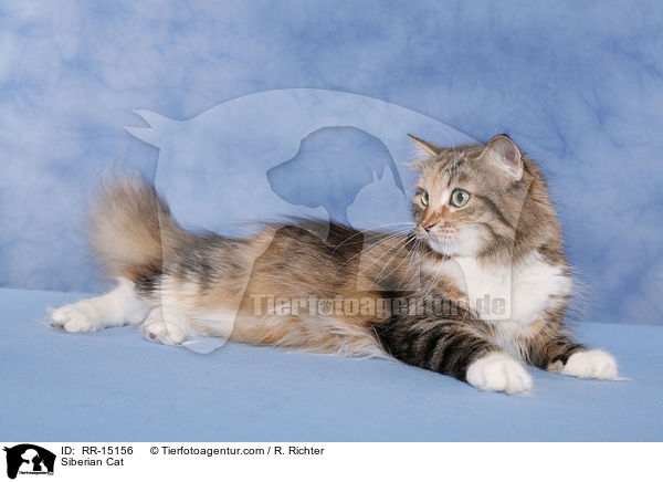 Siberian Cat / RR-15156