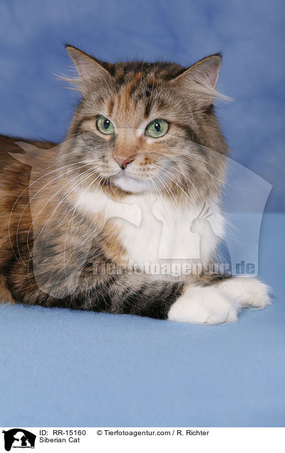 Siberian Cat / RR-15160