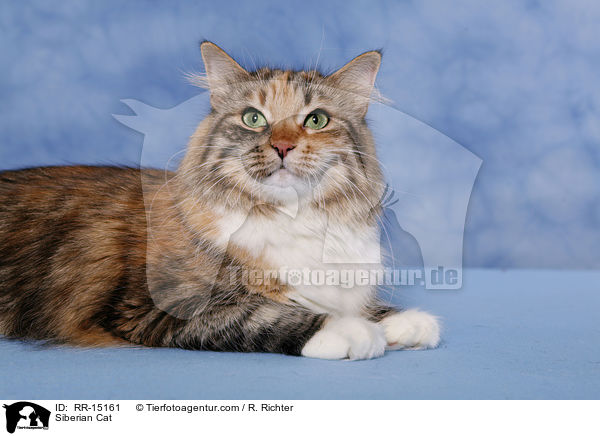 Siberian Cat / RR-15161