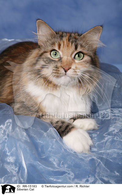 Sibirische Katze / Siberian Cat / RR-15183