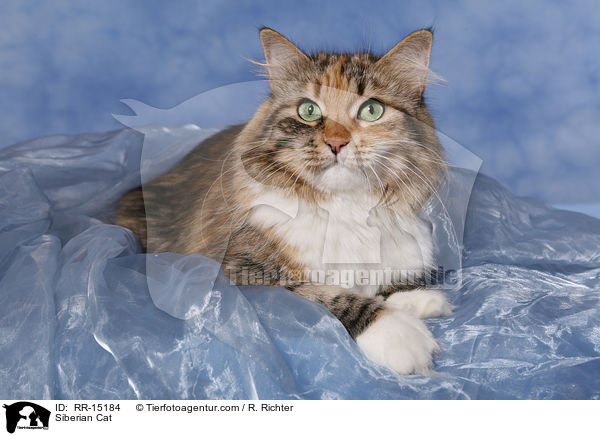 Sibirische Katze / Siberian Cat / RR-15184