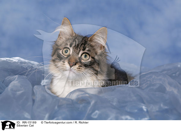 Sibirische Katze / Siberian Cat / RR-15189