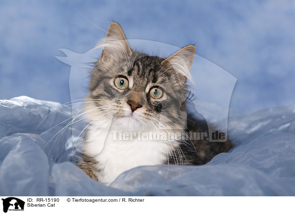 Siberian Cat / RR-15190