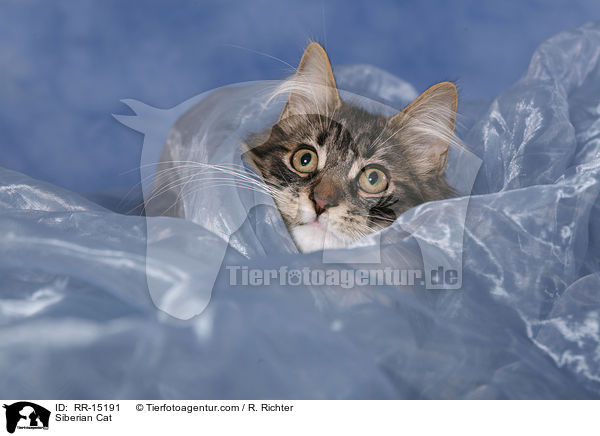 Siberian Cat / RR-15191