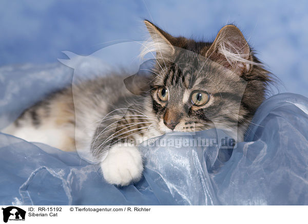 Siberian Cat / RR-15192