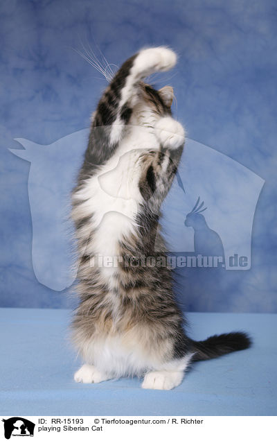 playing Siberian Cat / RR-15193