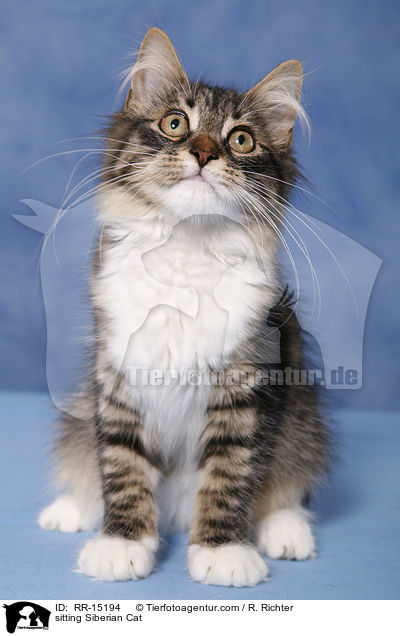 sitzende Sibirische Katze / sitting Siberian Cat / RR-15194