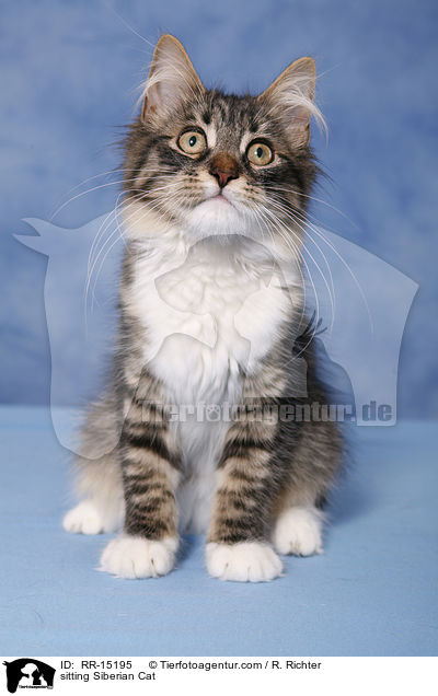 sitzende Sibirische Katze / sitting Siberian Cat / RR-15195
