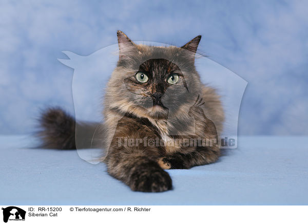Siberian Cat / RR-15200