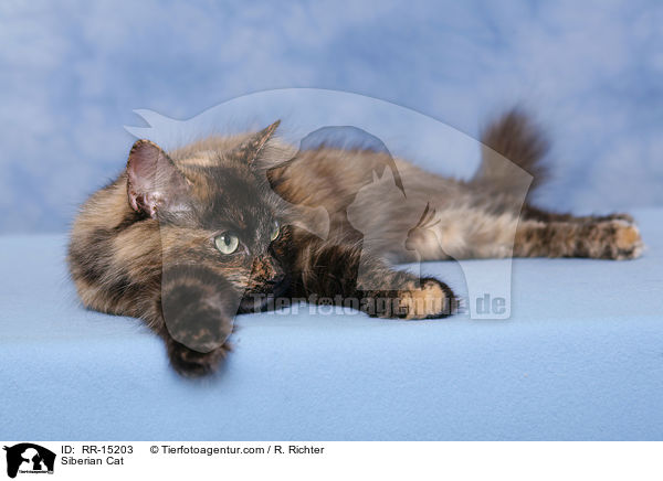 Siberian Cat / RR-15203