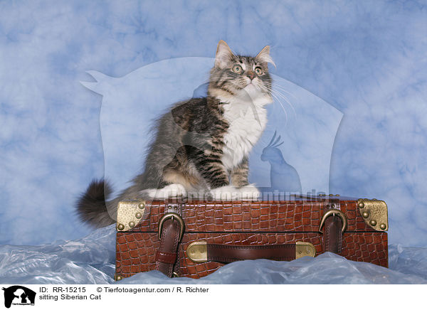 sitzende Sibirische Katze / sitting Siberian Cat / RR-15215