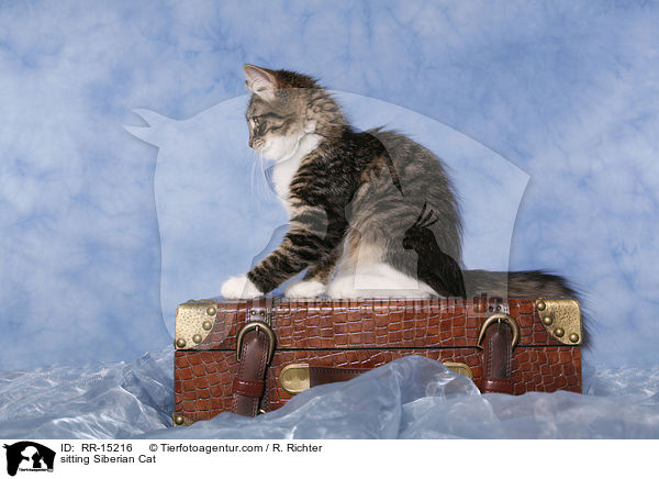 sitzende Sibirische Katze / sitting Siberian Cat / RR-15216