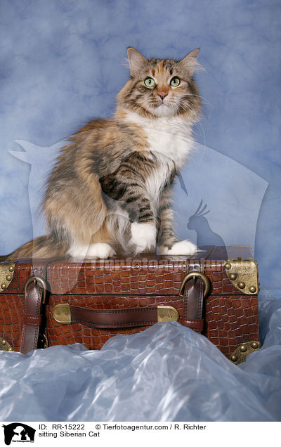 sitzende Sibirische Katze / sitting Siberian Cat / RR-15222