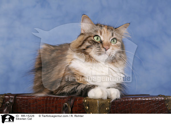 Sibirische Katze / Siberian Cat / RR-15226
