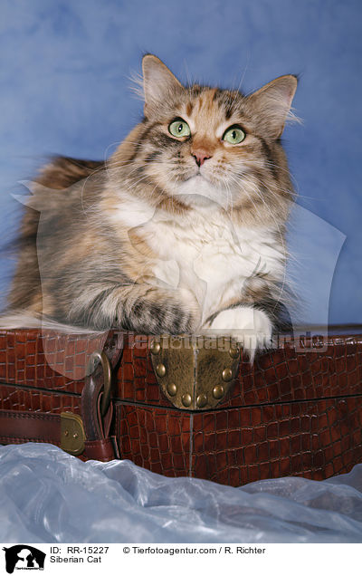 Sibirische Katze / Siberian Cat / RR-15227