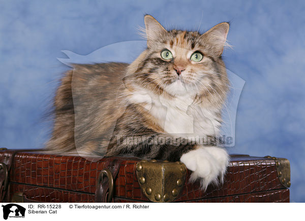 Sibirische Katze / Siberian Cat / RR-15228