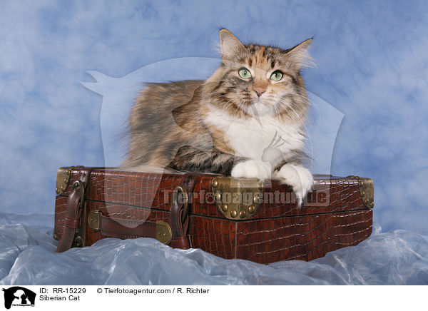 Sibirische Katze / Siberian Cat / RR-15229