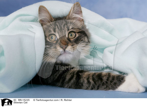 Sibirische Katze / Siberian Cat / RR-15235