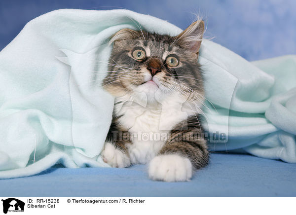 Sibirische Katze / Siberian Cat / RR-15238