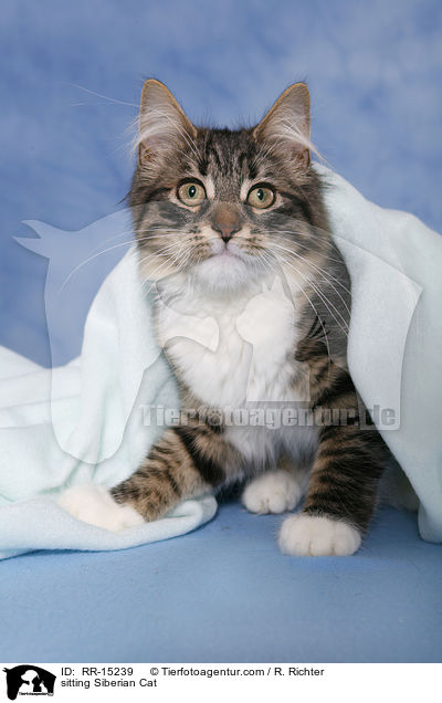 sitzende Sibirische Katze / sitting Siberian Cat / RR-15239