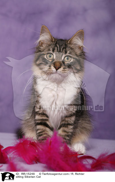 sitzende Sibirische Katze / sitting Siberian Cat / RR-15248
