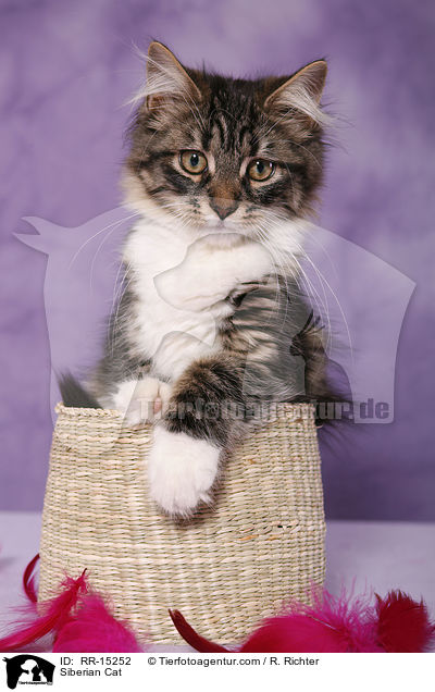 Sibirische Katze / Siberian Cat / RR-15252