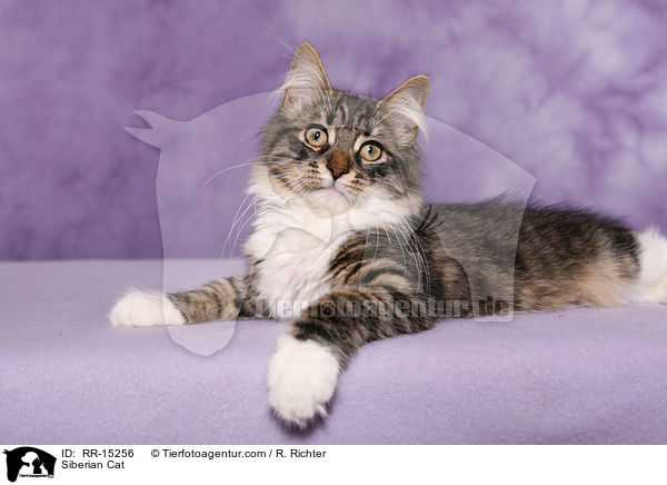 Sibirische Katze / Siberian Cat / RR-15256