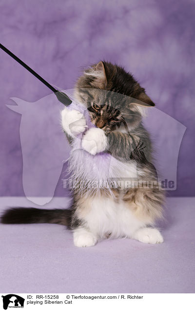 spielender Sibirische Katze / playing Siberian Cat / RR-15258
