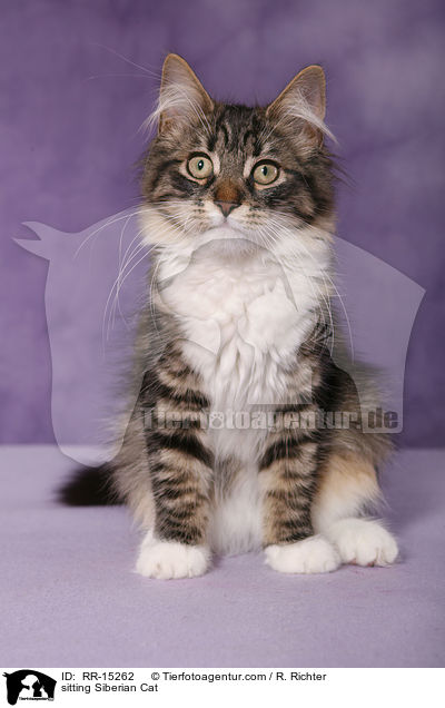 sitting Siberian Cat / RR-15262