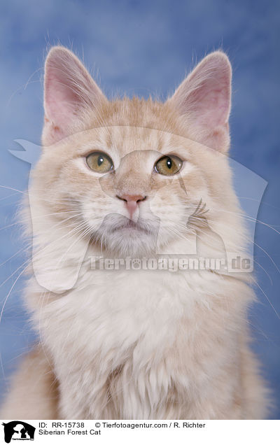 Siberian Forest Cat / RR-15738