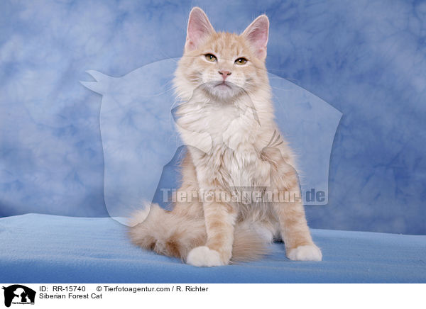 Siberian Forest Cat / RR-15740