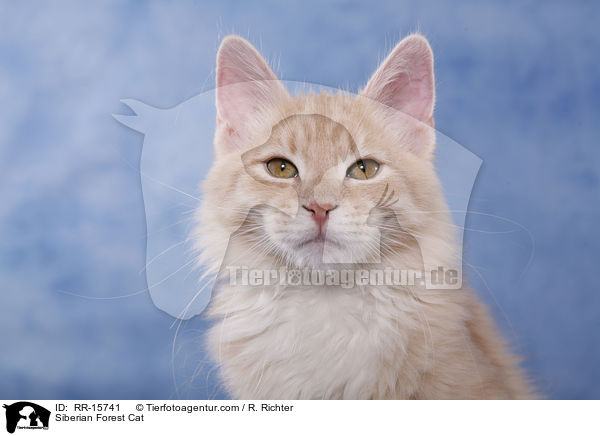 Siberian Forest Cat / RR-15741