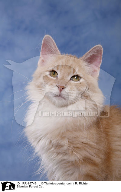 Siberian Forest Cat / RR-15749